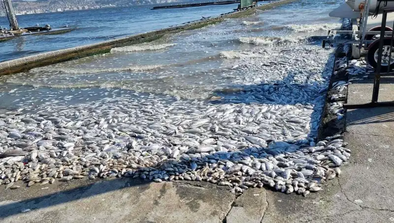 İzmir Körfezi'nde Temizlik Seferberliği ile Ekolojik Dönüşüm Başlıyor