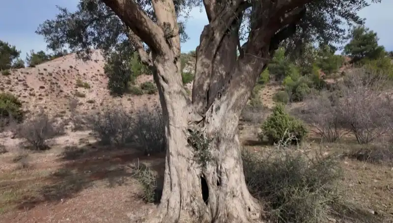 800 Yıllık Zeytin Ağacı: Tarihin Gözbebeği Geleceğe Taşınıyor