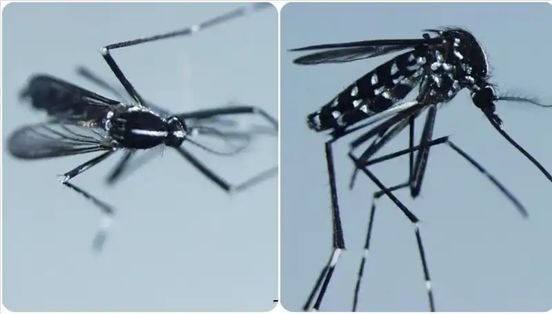 Chikungunya Virüsü: Türkiye'de ve Dünyada Artış Gösteren Bir Tehdit
