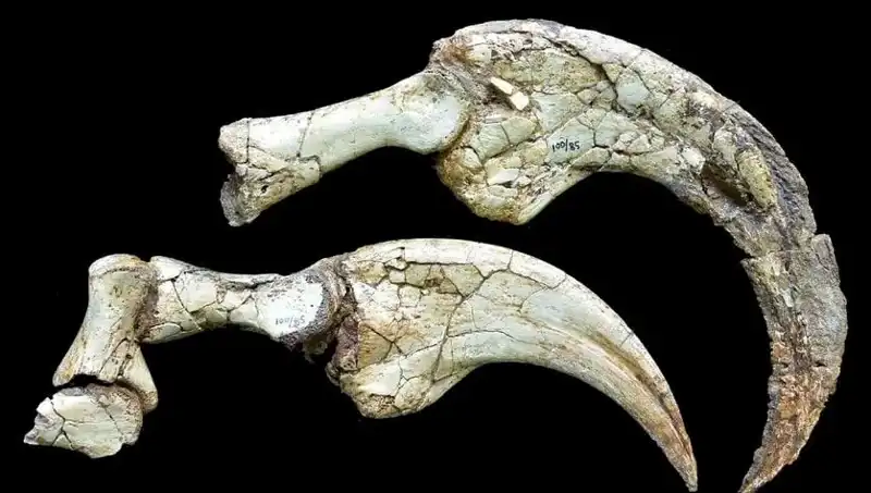 Gobi Çölü'nde Keşfedilen Yeni Dinozor Türü Tüm Dünya’yı Şaşırttı